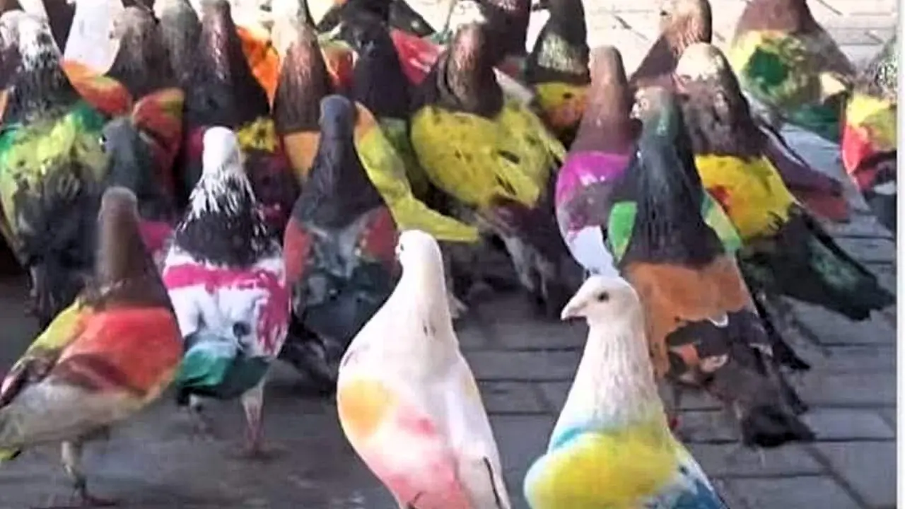 Palomas dde competici&oacute;n