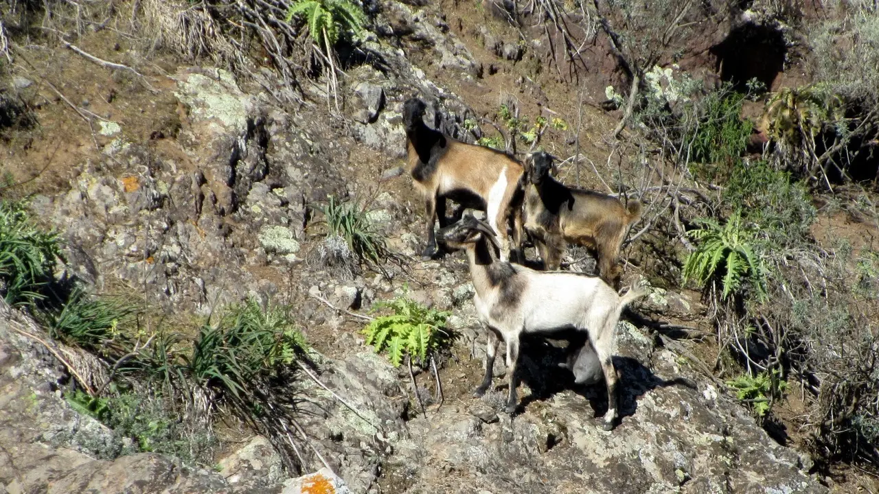 Cabras asilvestradas