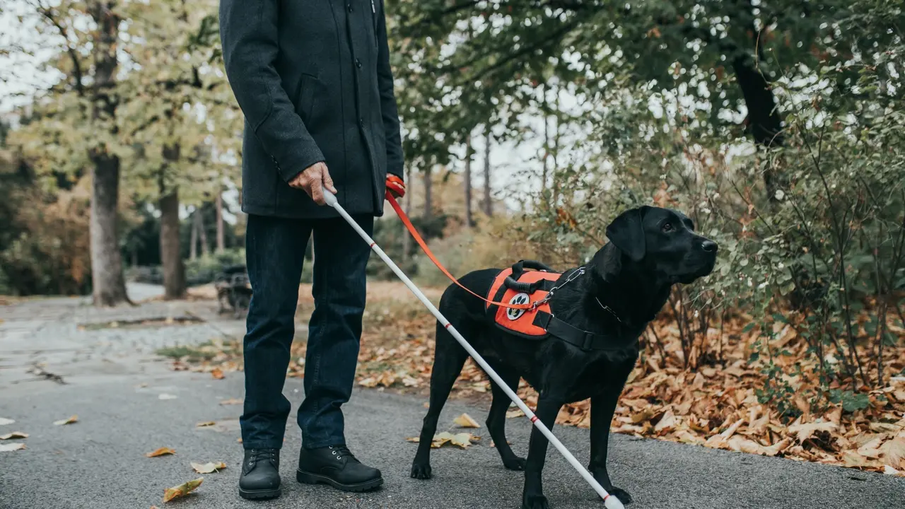 Guide dog helping blind man in park.