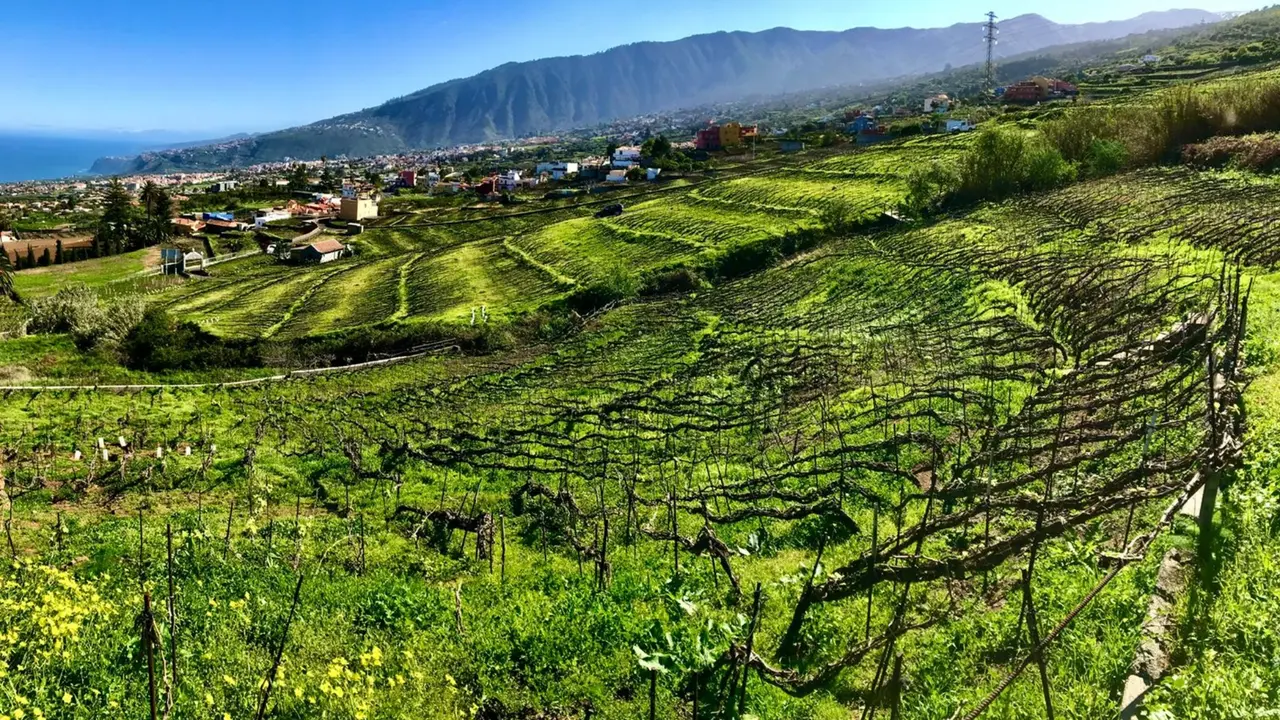 Vi&ntilde;edos de La orotava