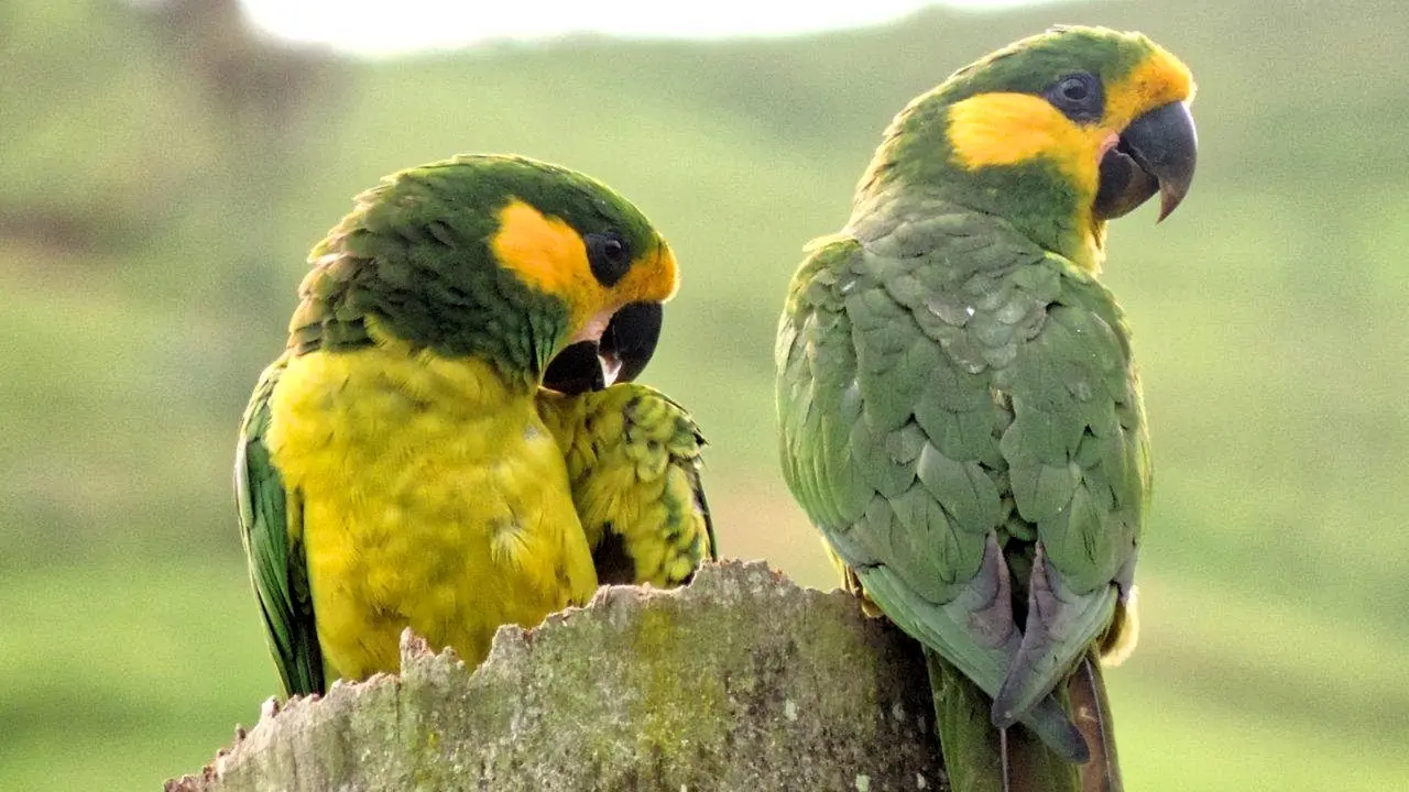 LORO OREJIAMARILLO(1)