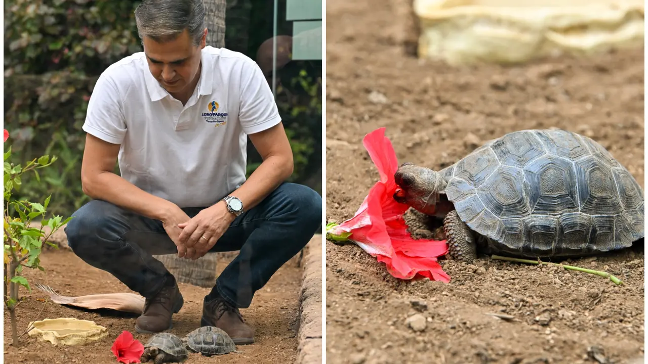 Loro Parque crias tortuga de Galapalos