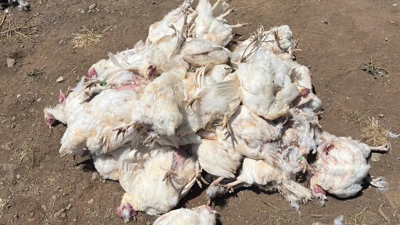 matanza de gallinas