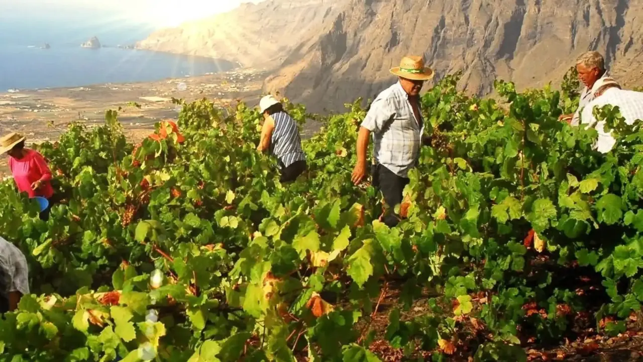 Vi&ntilde;edos EL Hierro