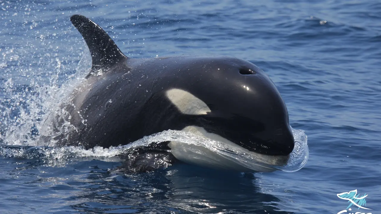 Orcas estrecho de Gibraltar IMG_1688(1)