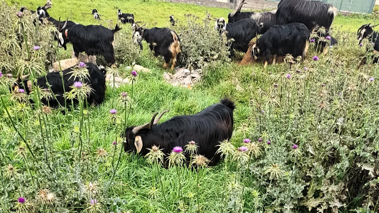 Labores de pastoreo en zona de interfase cabras (3)(1)