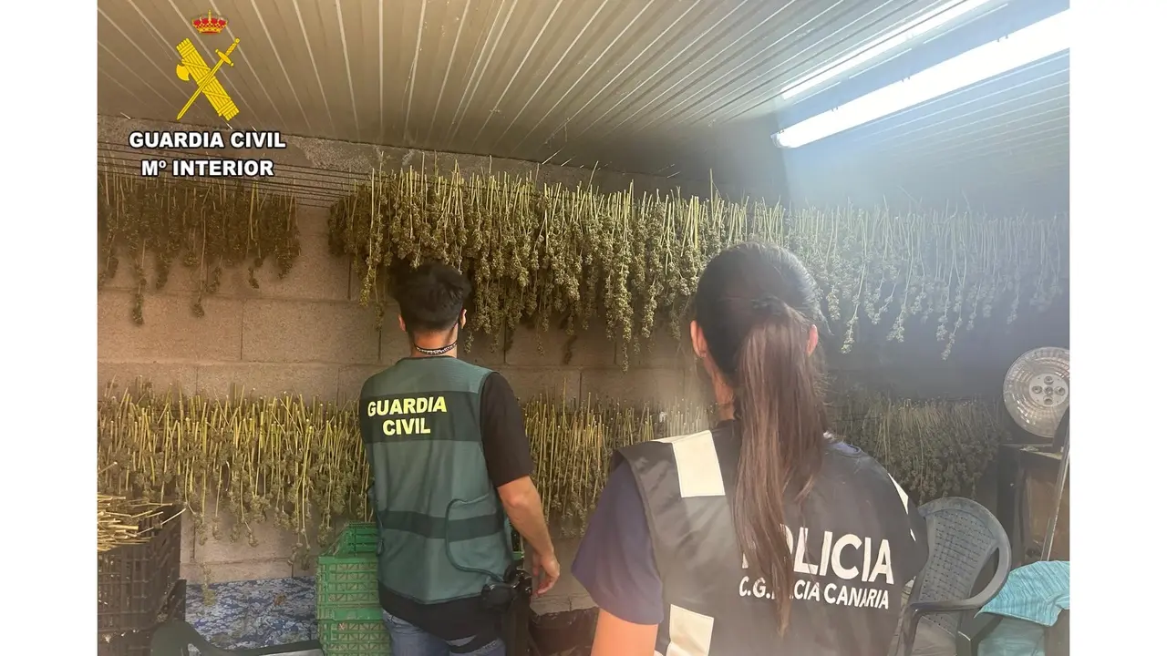 Marihuana Guardia Civil ARICO-3(1)