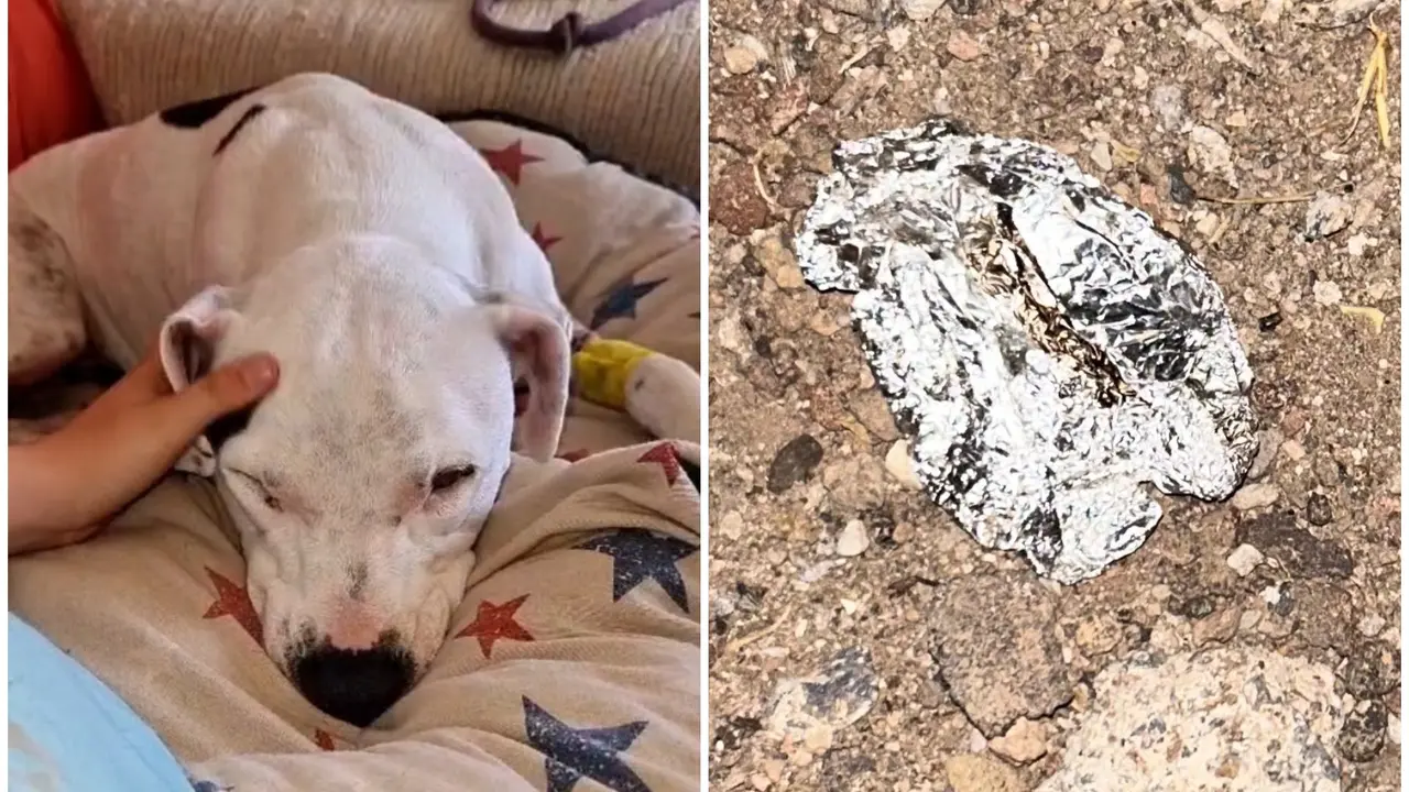 El perro afectado y restos de una papelina con drogas