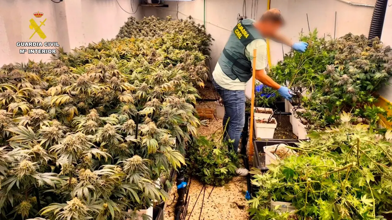 Marihuana Las Am&eacute;ricas 108(1)