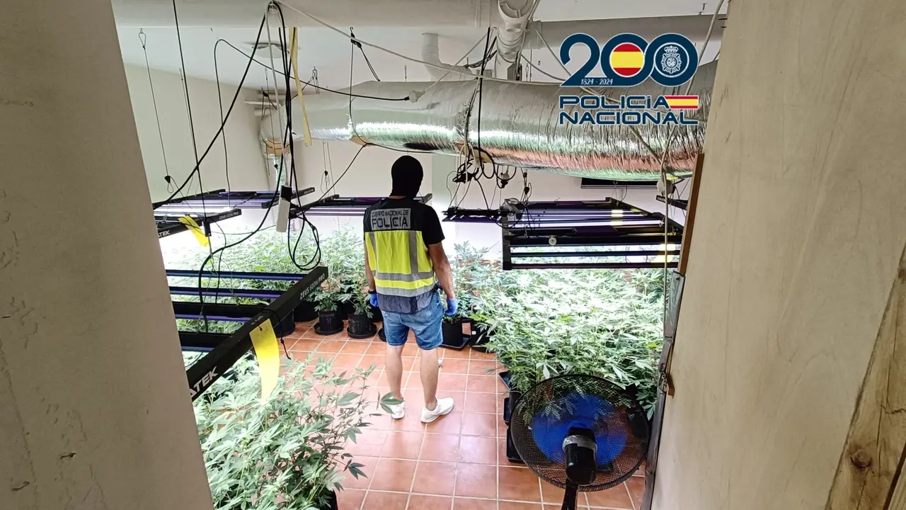 Policia sala marihuana plantas(1)