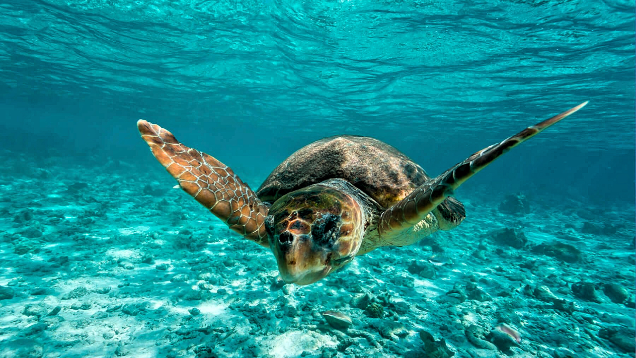 loggerhead-tortuga-boba-7(1)