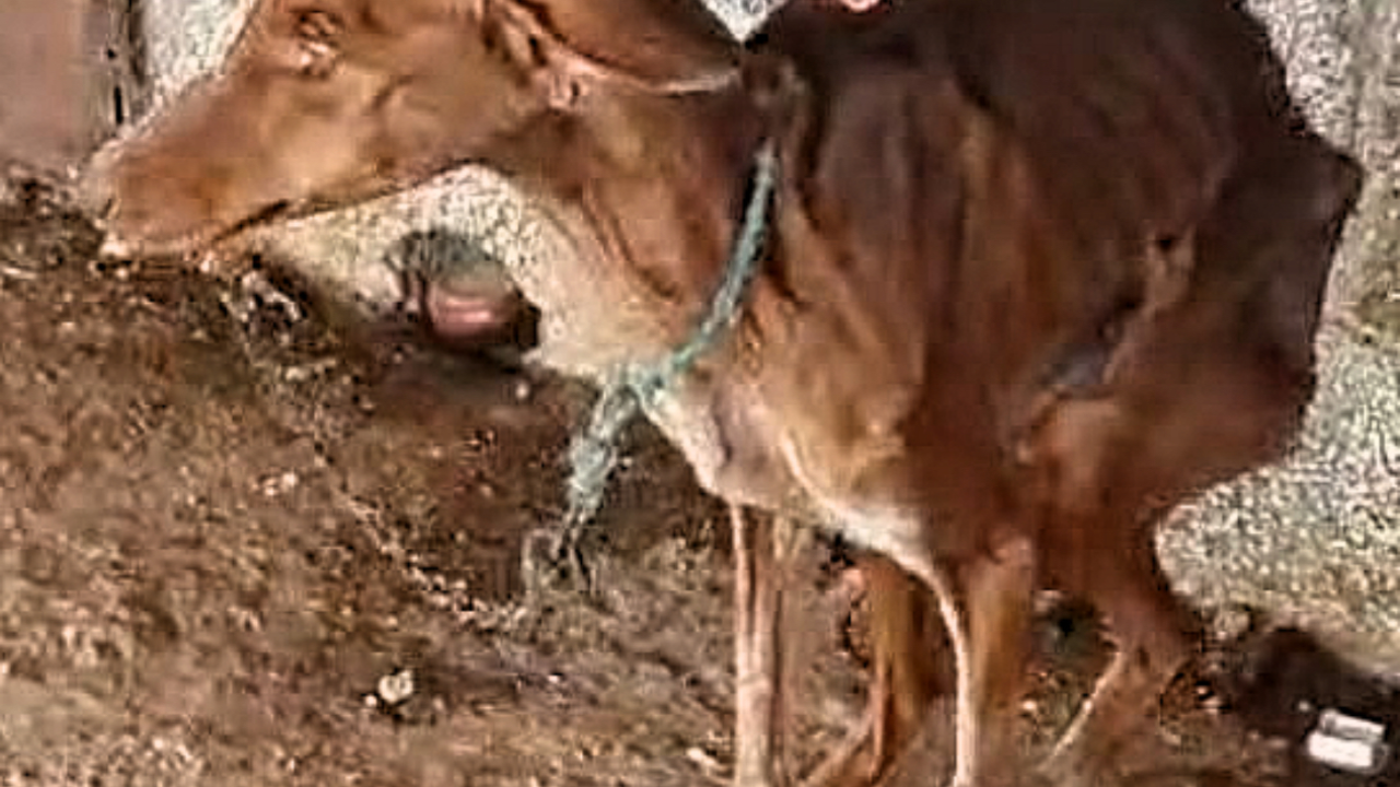 241015 Detenido e imputado por un posible delito de maltrato animal cont