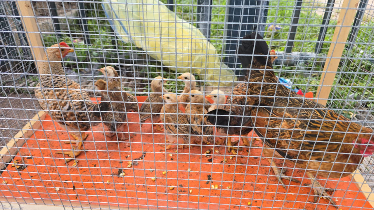 Colonias de gallinas retiradas de los barrios del municipio(1)