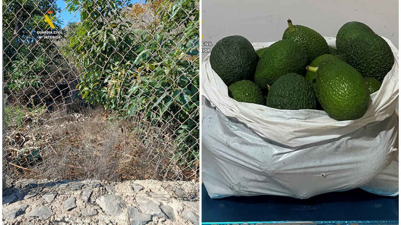 Robo de aguacates Guardia Civil