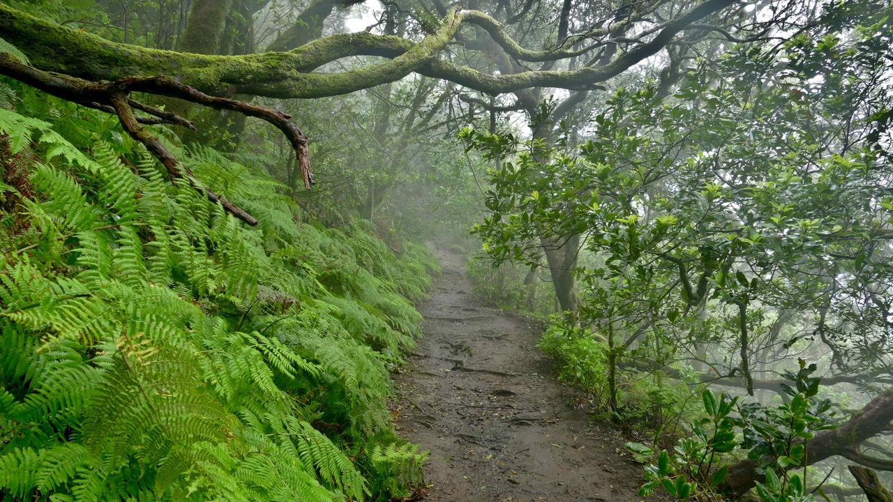 Aula de la Naturaleza Ruta en Anaga(1)