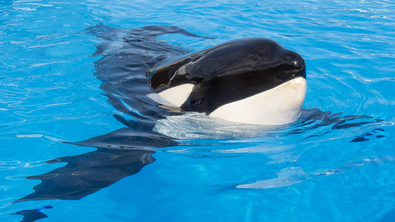 keto-a-29-year-old-captive-born-male-orca-housed-at-loro-v0-uzws3ytssa2e1