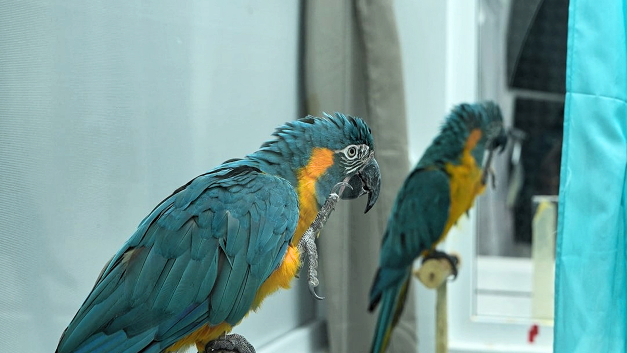 Guacamayo -120(1)