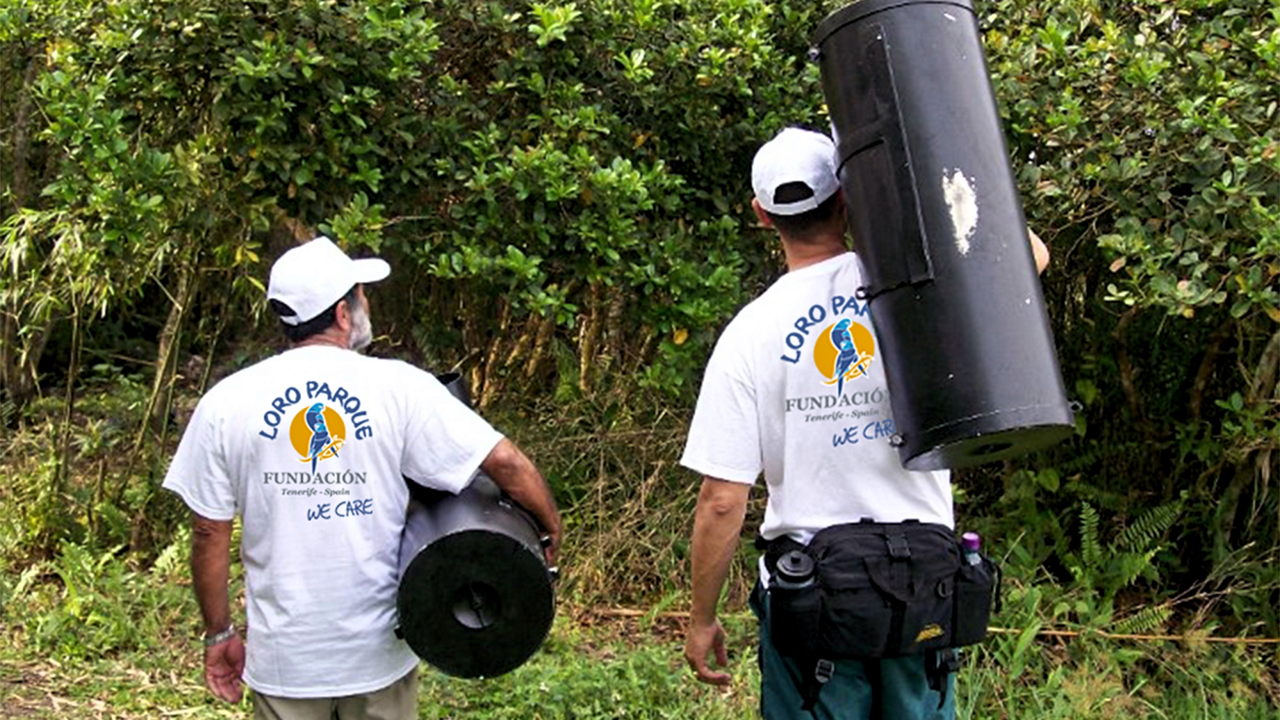 Bi&oacute;logos desarrollando trabajo de campo en uno de los proyectos de conservaci&oacute;n de Loro Parque Fundaci&oacute;n.