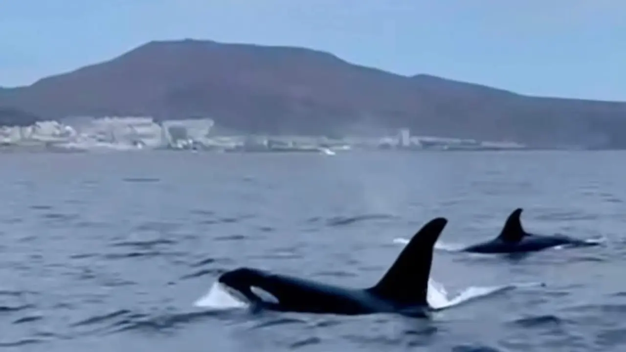 Orcas frente a la costa de Adeje este mi&eacute;rcoles