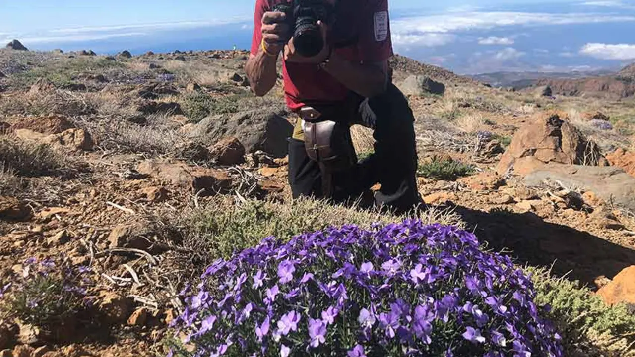 Violeta de Guajara, un nuevo endemismo seg&uacute;n t&eacute;cnicos de Volcano Teide