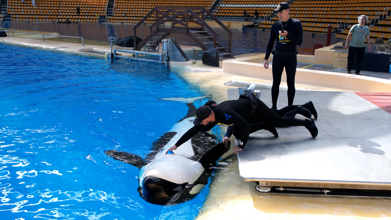Orcas Loro Parque Prueba Morgan 1(1)