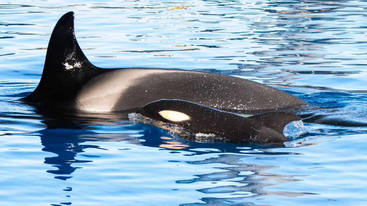 Orca Morgan con su cria_9767-2(1)