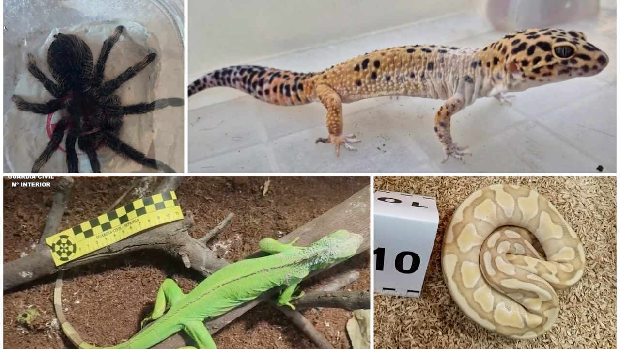 Tr&aacute;fico de especies exoticas