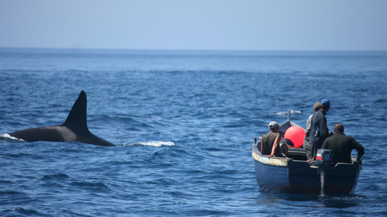 Orcas Estrecho de Gibraltar 2 (3)(1)