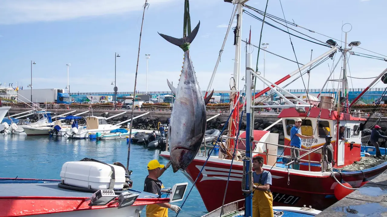 Los patudos son casi el &uacute;nico sustento de muchos pescadores canarios