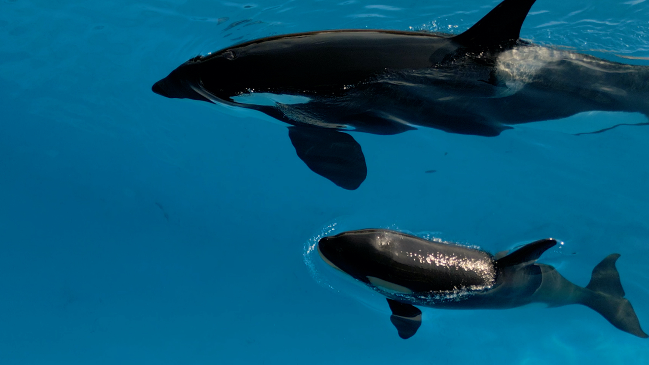 Orca Teno Loro Parque 2(1)