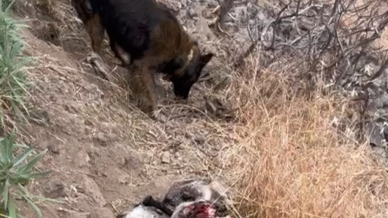 El perro justo despu&eacute;s de matar a un baifo esta tarde