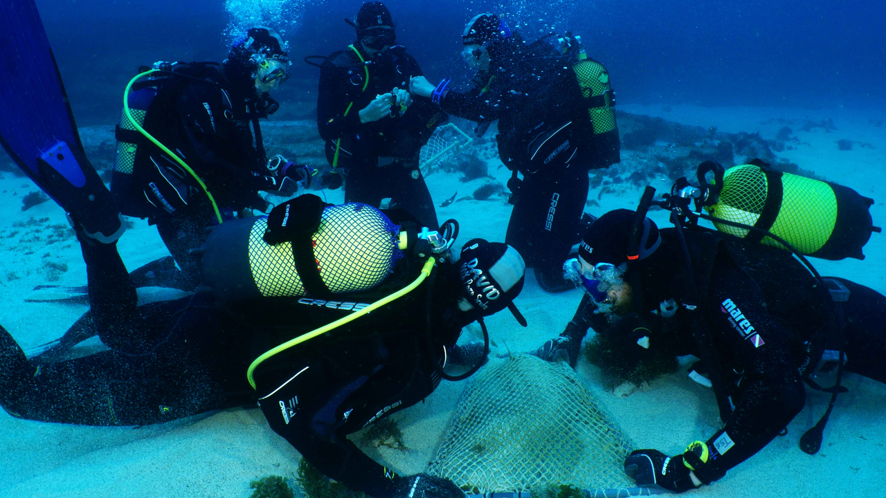 Foto de Michael J Sealey_Un grupo de investigadores realizando tareas de marcaje de un ejemplar de angelote para su estudio(1)