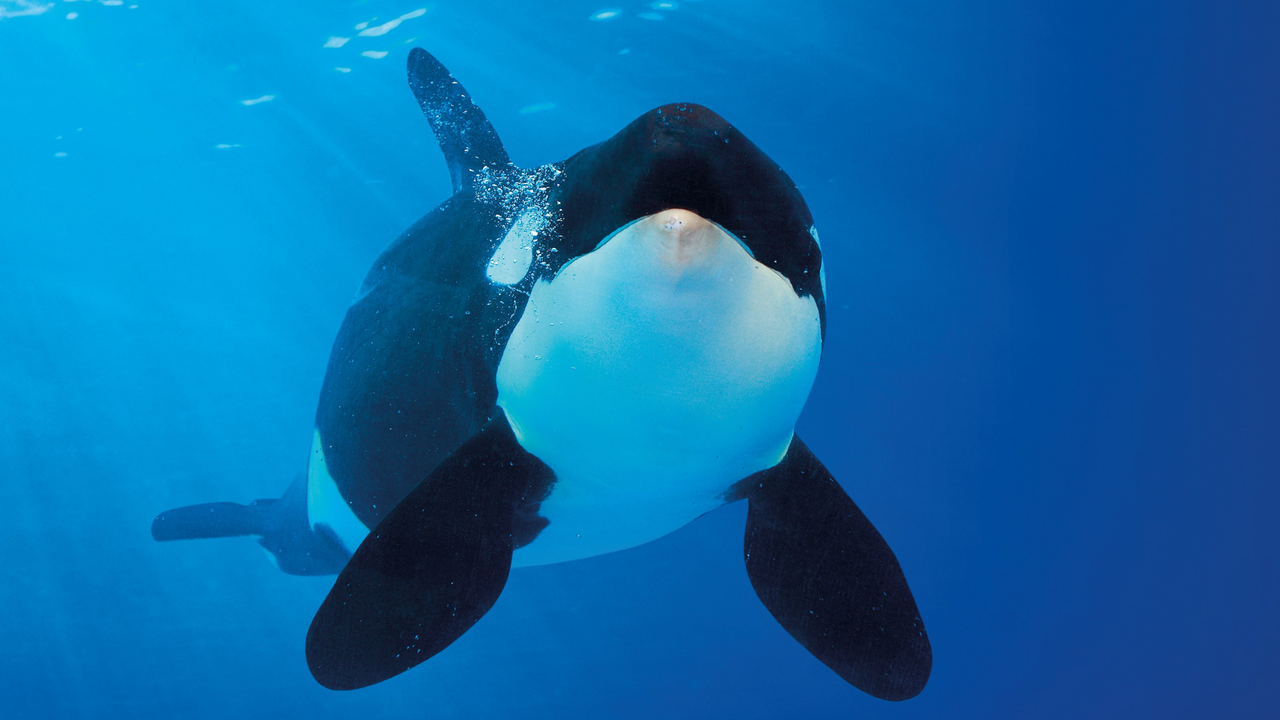 orca loro parque 3(1)