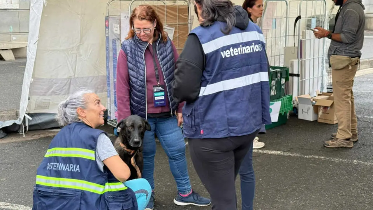 311025 Simulacro INFOCA con evacuaci&oacute;n de animales 6