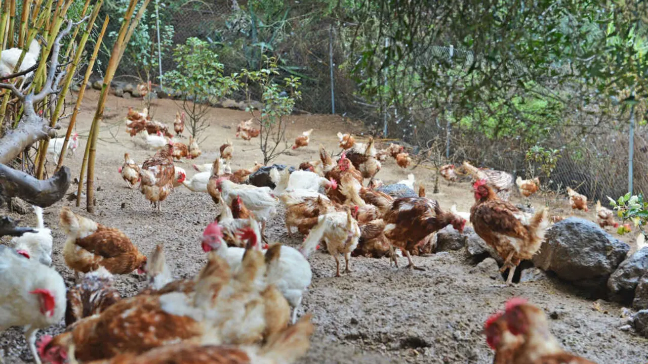 Gallinas al aire libre
