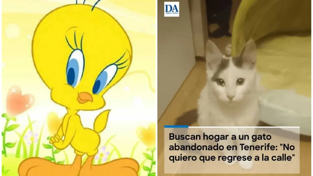 Creo que he visto un lindo gatito