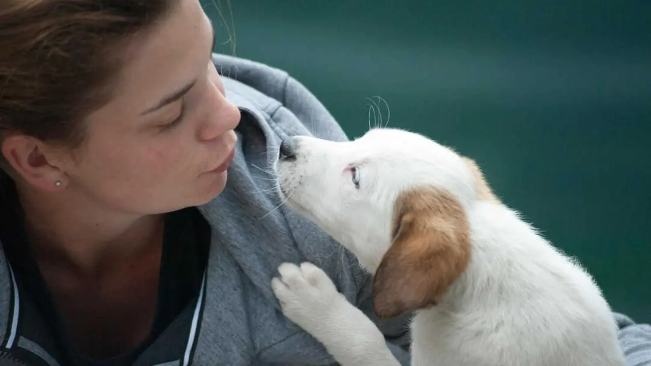 Cabildo impulsar&aacute; programa insular de atenci&oacute;n y protecci&oacute;n de mascotas de mujeres v&iacute;ctimas de violencia