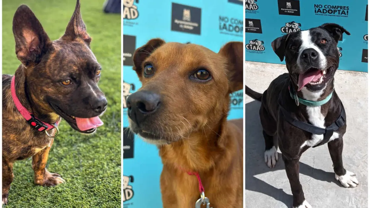 Refugio Adeje perros adoptados