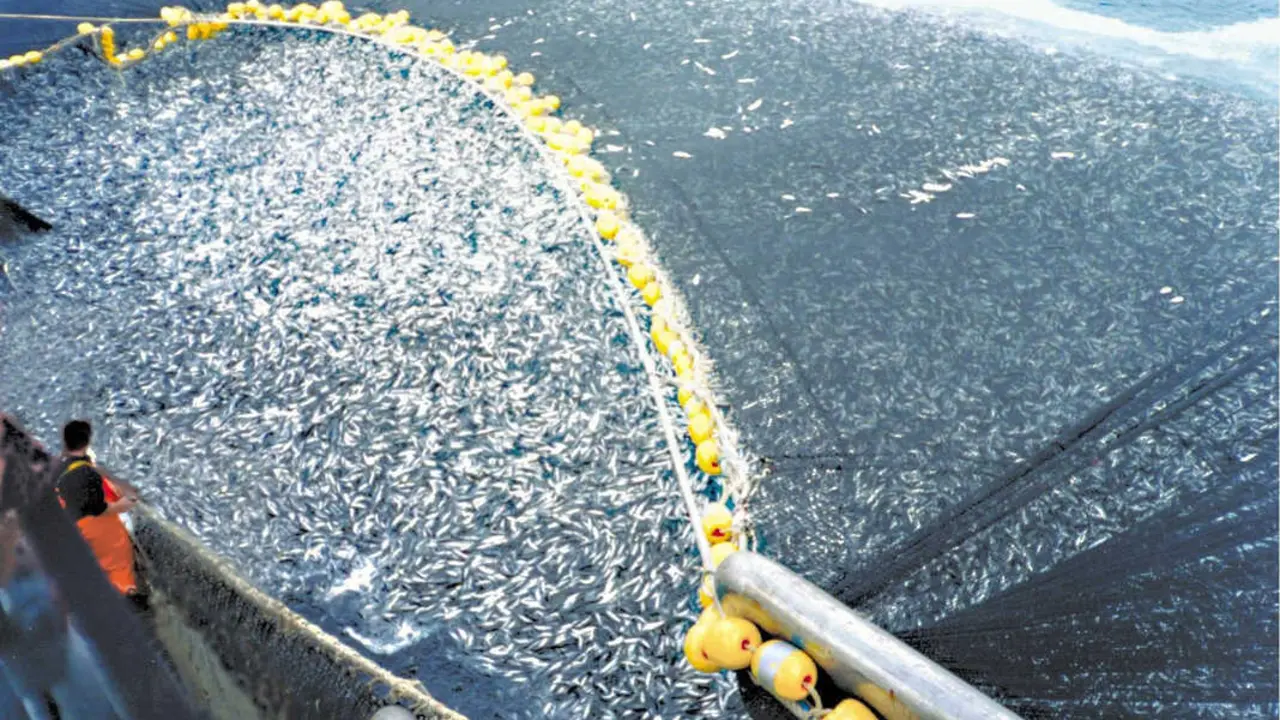 Pesca de Cerco