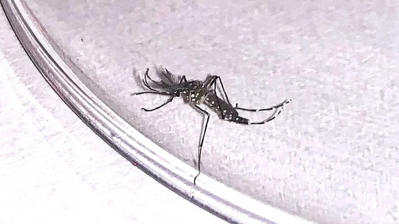 Mosquito Aedes aegypti(1)