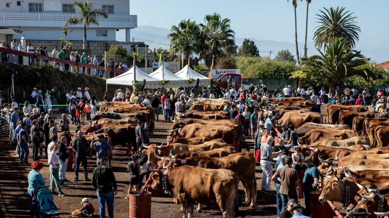 FERIA GANADERA TACORONTE 2025(1)