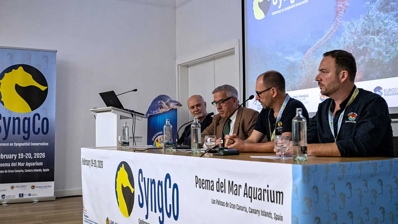 Congreso internacional SyngCo 2026