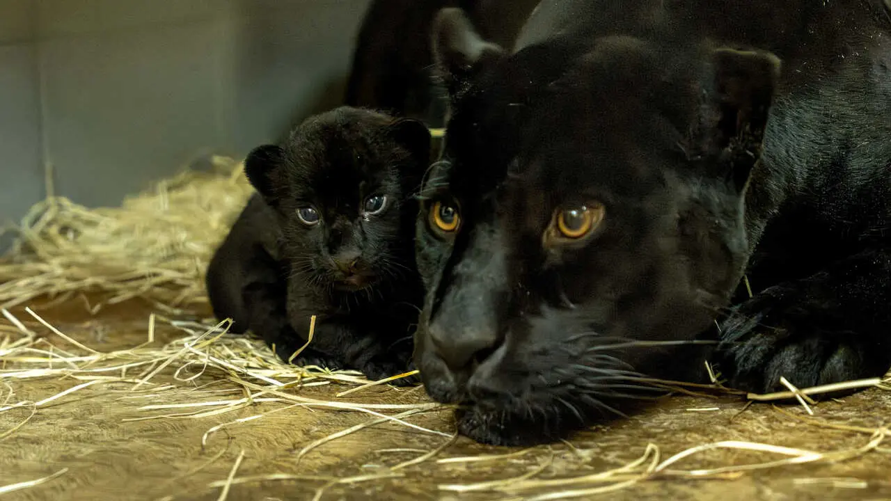 Loro Parque - Jaguar Cr&iacute;a 23