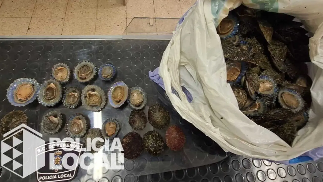 260305 Decomisadas lapas en Las Teresitas