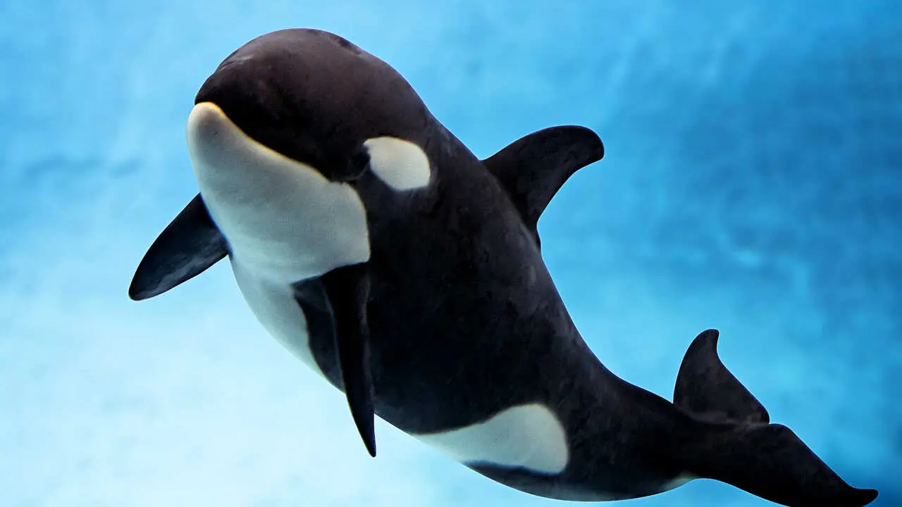 TENO cumple su primer a&ntilde;o de vida en Loro Parque