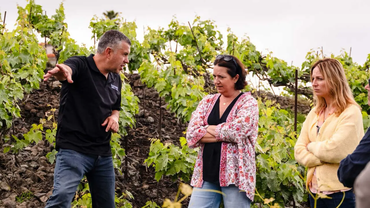 Vi&ntilde;edos AWINES 3