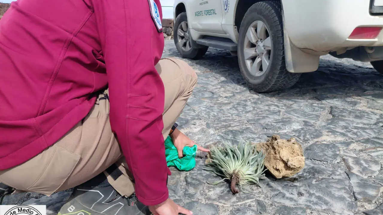Teide turistas arrancan tajinaste y roban piedras