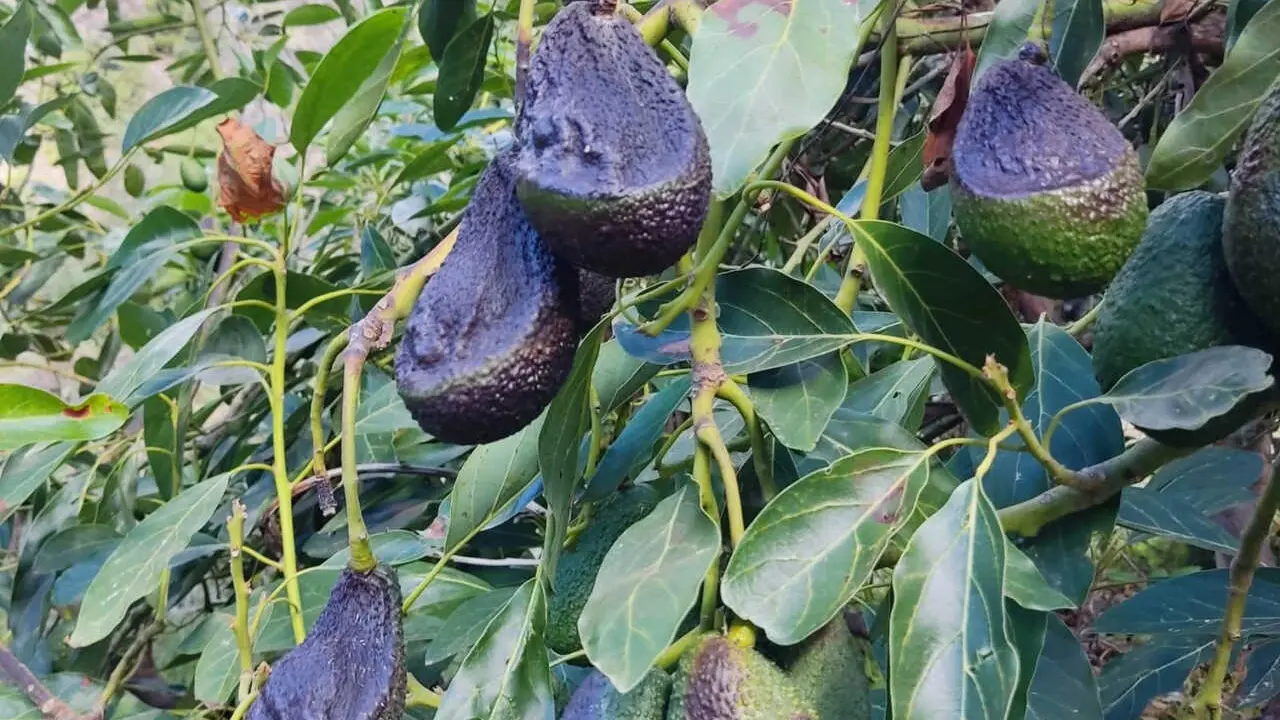 Aguacates 1(2)