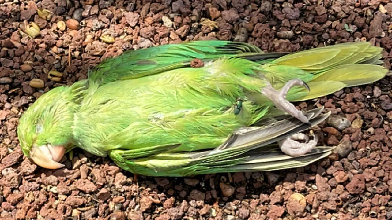 Matanza de loros en Arona_6621