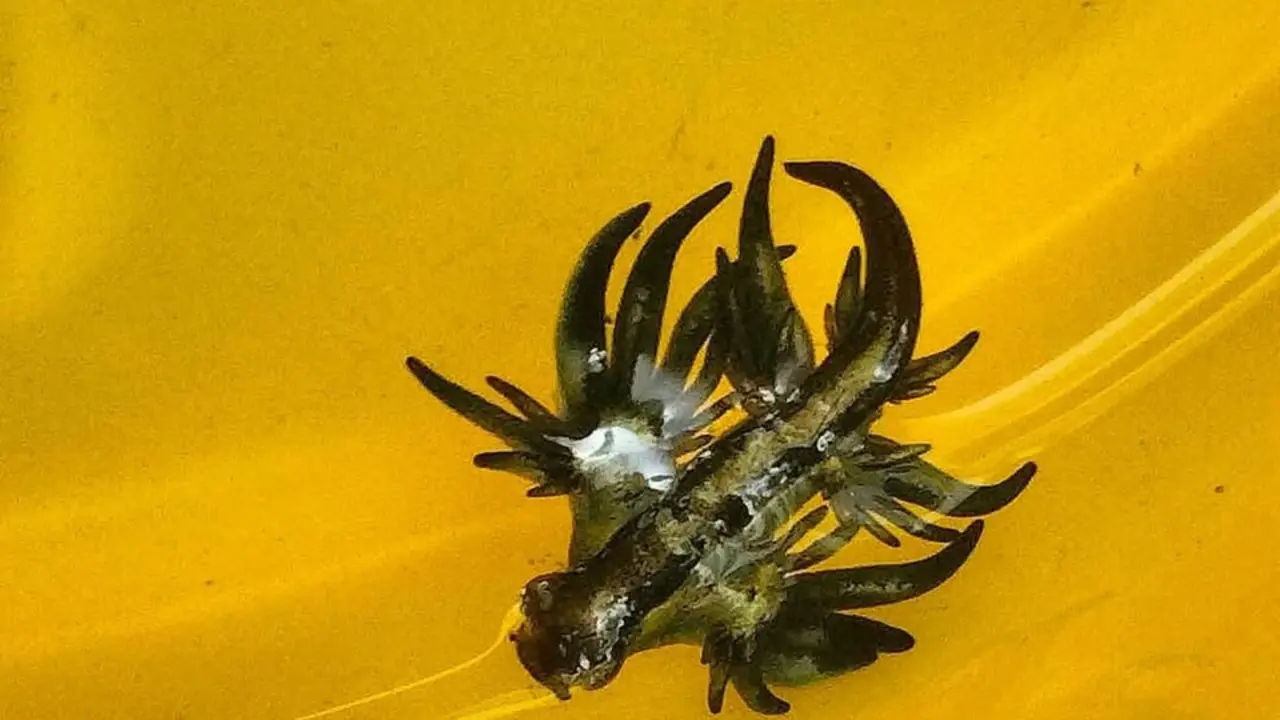 El llamado drag&oacute;n azul, un peligro para los ba&ntilde;istas